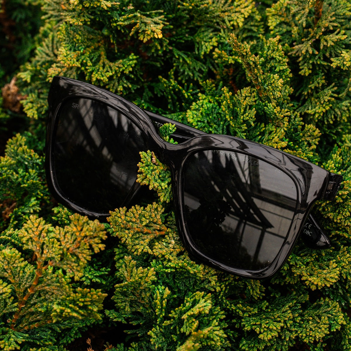 Azalea - Midnight Polarized - Image 6